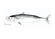 Load image into Gallery viewer, Little Mackerel Print
